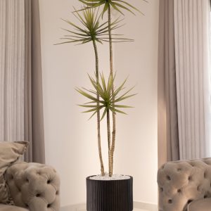 דרצנה 3 גזעים מלאכותית בשילוב כד SOUL MODEL גדול